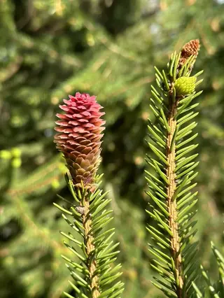 Spruce — Norway – 'Cupressina' (Picea abies) — foliage