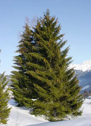 Spruce — Norway – 'Cupressina'
