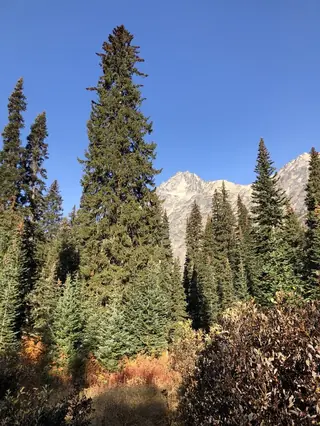 Spruce — Engleman Spruce