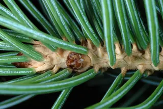 Spruce — Engleman Spruce (Picea engelmannii) — mature form