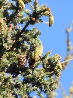 Spruce — Engleman Spruce (Picea engelmannii) — foliage