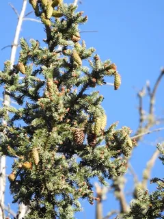 Spruce — Engleman Spruce (Picea engelmannii) — bloom