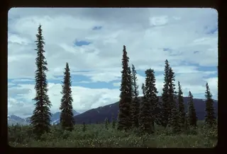 Spruce — Black Hills 'Densata', 'Wiskey Blue Hills'