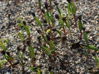 Spruce — Black Hills 'Densata', 'Wiskey Blue Hills' (Picea glauca) — foliage