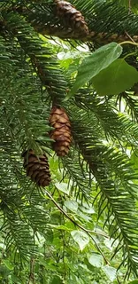 Spruce — Black Hills 'Densata', 'Wiskey Blue Hills' (Picea glauca) — bloom
