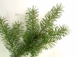 Spruce — Serbian