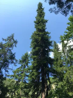 Spruce — Serbian (Picea omorika) — mature form