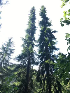 Spruce — Serbian (Picea omorika) — foliage