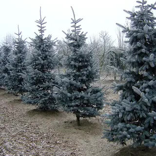 Colorado Spruce (Picea pungens), mature form