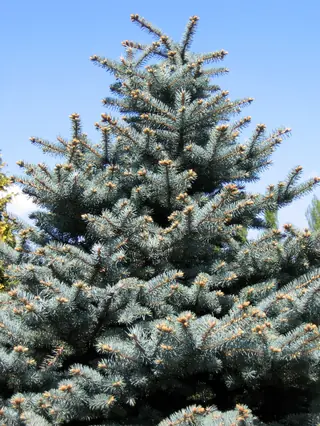 Spruce — Colorado