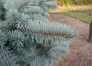 Colorado Blue Spruce leaf
