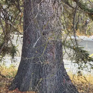 Spruce — Colorado (Picea pungens)