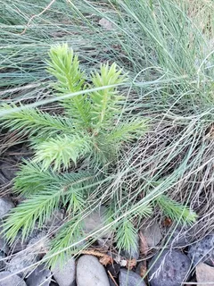 Spruce — Colorado (Picea pungens) — mature form