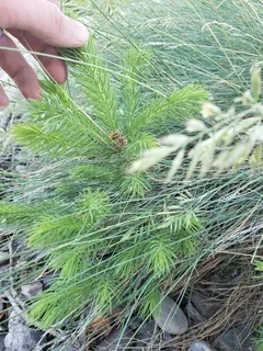 Spruce — Colorado (Picea pungens) — foliage