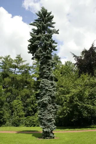 Spruce — Colorado Blue – BABY BLUE®, 'Baby Blue Eyes', 'Bakeri', 'Fastigiata', 'Fat Albert', 'Hoopsi', 'Colorado Weeping', 'Sester Dwarf'