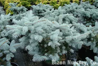 Colorado Blue: Spruce (Picea pungens glauca), habit