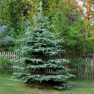 Colorado Blue: Spruce (Picea pungens glauca), foliage