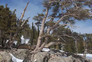 Pine — Bristlecone(foxtail)