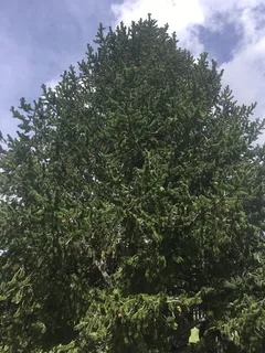 Pine — Bristlecone(foxtail) (Pinus aristata) — mature form
