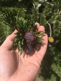 Pine — Bristlecone(foxtail) (Pinus aristata) — foliage