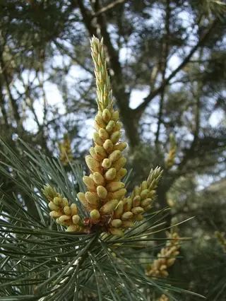 Pine — Lacebark