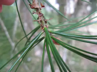 Pine — Lacebark (Pinus bungeana) — mature form