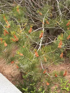 Pine — Lacebark (Pinus bungeana) — foliage