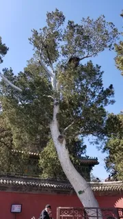 Pine — Lacebark (Pinus bungeana) — bloom