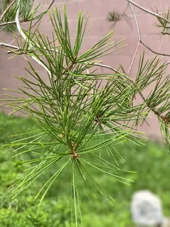 Pine — Lacebark (Pinus bungeana) — fall color