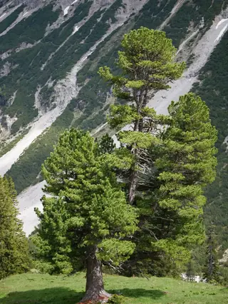 Pine — Swiss Stone Pine (Pinus cembra)
