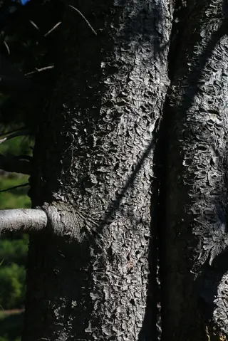 Pine — Swiss Stone Pine (Pinus cembra) — mature form