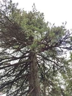 Pine — Swiss Stone Pine (Pinus cembra) — foliage