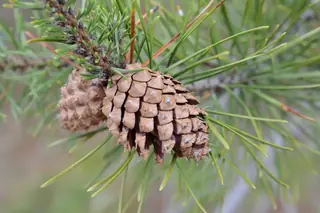 Pine — Lodgepole