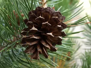 Pine — Lodgepole (Pinus contorta) — mature form
