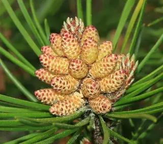 Pine — Lodgepole (Pinus contorta) — foliage