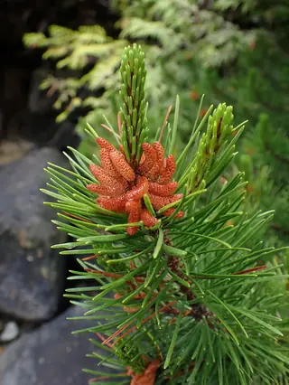 Pine — Lodgepole (Pinus contorta) — bloom