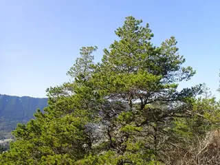 Pine — Lodgepole (Pinus contorta) — fall color