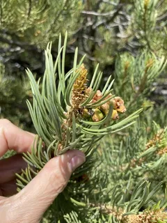 Pine — Pinyon