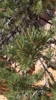 Pine — Pinyon (Pinus edulis) — foliage