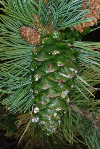 Pine — Limber
