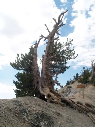 Pine — Limber (Pinus flexilis) — mature form
