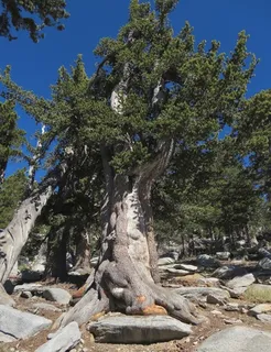 Pine — Limber (Pinus flexilis) — foliage