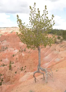 Pine — Limber (Pinus flexilis) — bloom