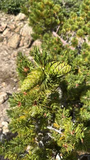 Pine — Limber (Pinus flexilis) — fall color