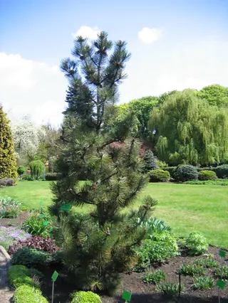 Bosnian Pine (Pinus heldreichii), foliage