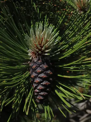 Pine — Bosnian