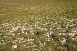 Pine — Bosnian (Pinus heldreichii) — foliage