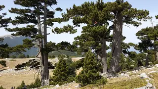 Bosnian Pine (Pinus heldreichii), mature form