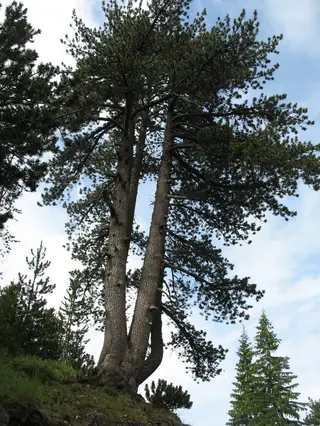 Pine — Bosnian