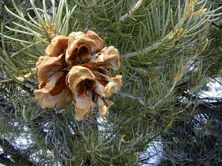 Pine — Singleleaf Pinyon